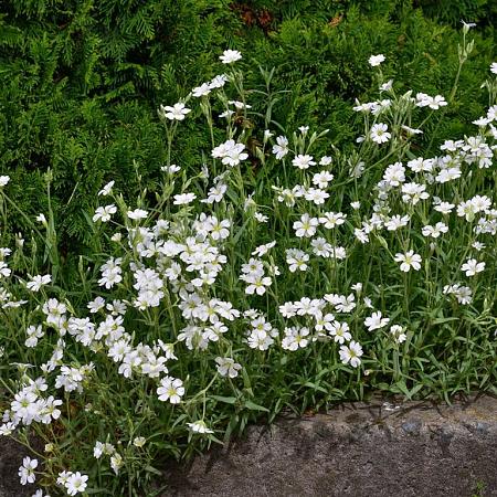 Phlox (S) 'Maischnee' Pot 9 cm