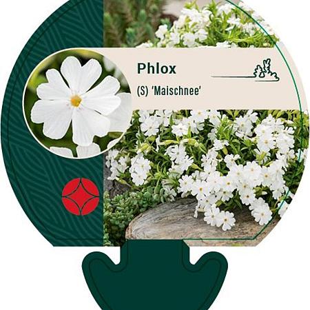 Phlox (S) 'Maischnee' Pot 9 cm