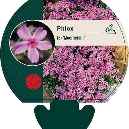 Phlox (S) 'Moerheimii' Pot 9 cm