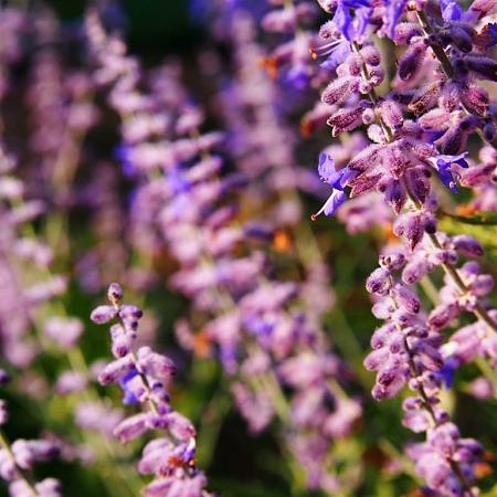 Perovskia 'Blue Spire' Pot 2 Liter