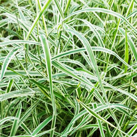 Carex morrowii 'Variegata' Pot 13 cm