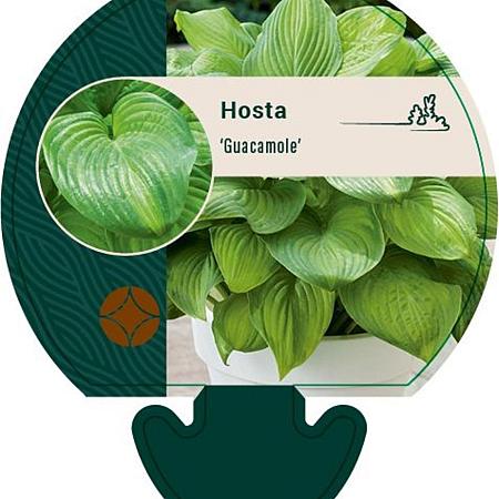 Hosta 'Guacamole' Pot 9 cm