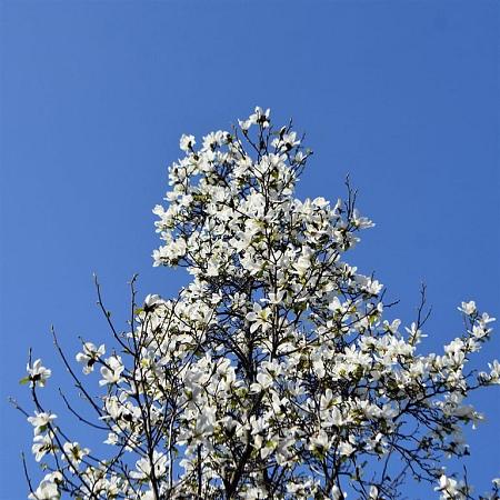 Magnolia soul. 'Superba' Pot 7,5 Liter 60 - 80 cm