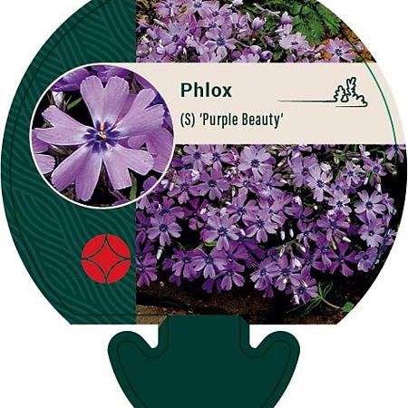 Phlox (S) 'Purple Beauty' Pot 9 cm