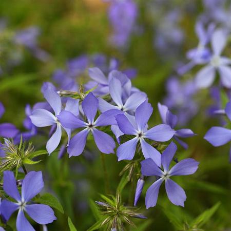 Phlox (S) 'Purple Beauty' Pot 9 cm