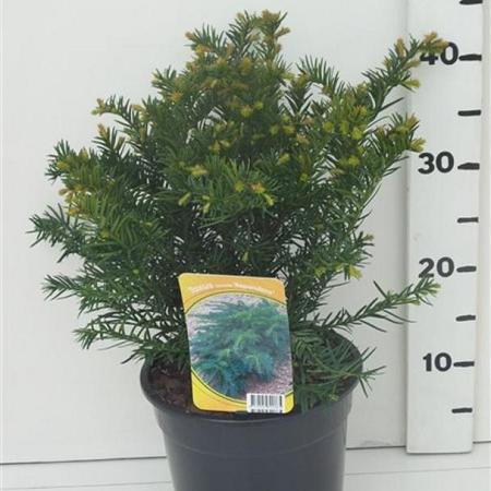 Taxus b. 'Repandens' Pot 3,5 Liter 25-30cm