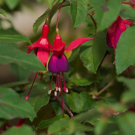 Fuchsia 'Mrs Popple' Pot 5 Liter 