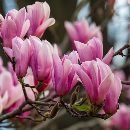 Magnolia soulangeana Hoogstam (Stamomtrek 8-10 cm)
