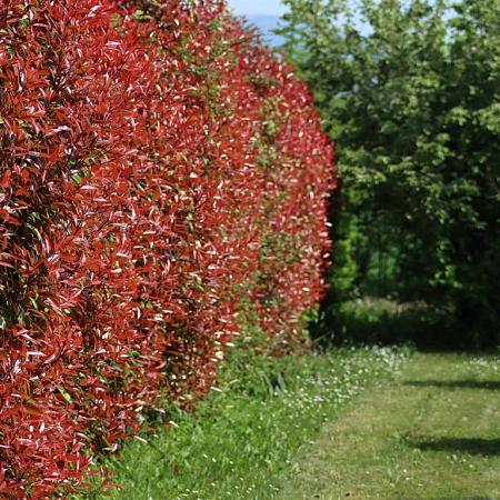 Photinia fraseri 'Red Robin' stam 150 cm Leivorm 120x120 (BxH)