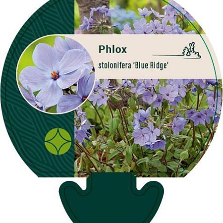Phlox stolon. 'Blue Ridge' Pot 9 cm