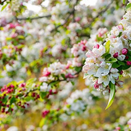 Malus 'Evereste' Hoogstam (Stamomtrek 14-16 cm)