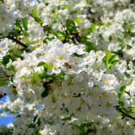 Malus 'Evereste' Hoogstam (Stamomtrek 14-16 cm)