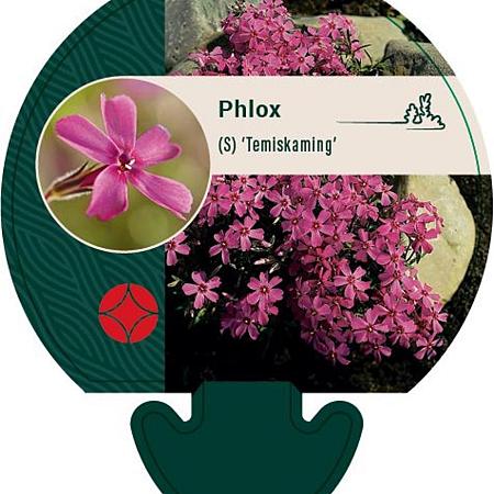 Phlox (S) 'Temiskaming' Pot 9 cm