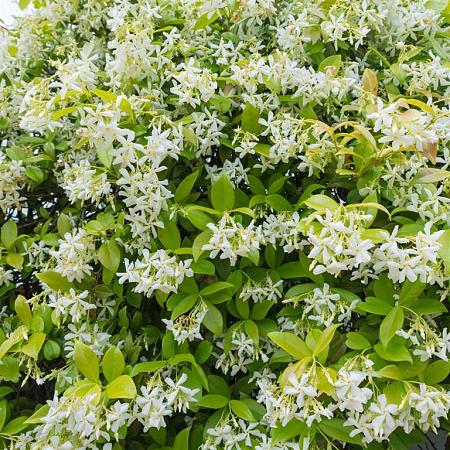 Trachelospermum jasminoides Pot 90 liter Stam 130 cm Bolvorm