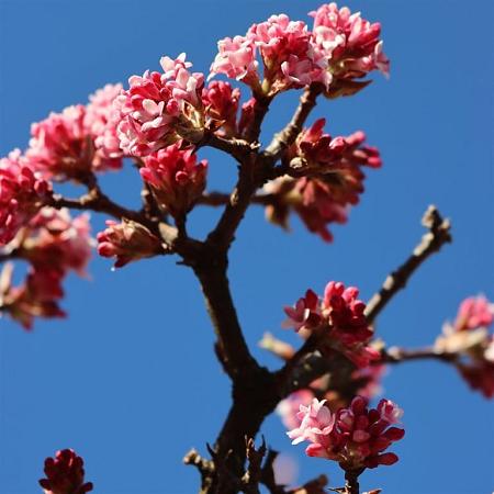 Viburnum bodn. 'Dawn' Pot 5 Liter 50 - 60 cm