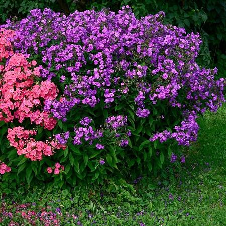 Phlox (P) 'The King' Pot 9 cm