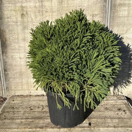 Cryptomeria j. 'Globosa Nana' Pot 30 Liter 