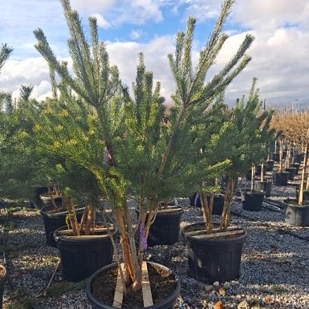 Pinus sylvestris Pot 150 liter 250 - 300 cm Meerstammig