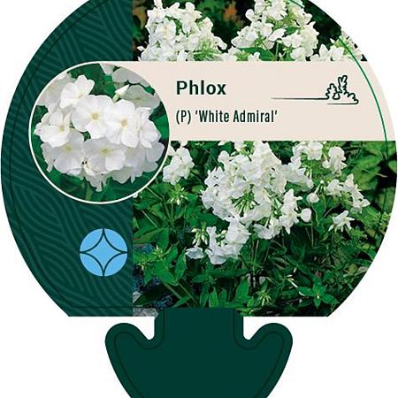 Phlox (P) 'White Admiral' Pot 9 cm