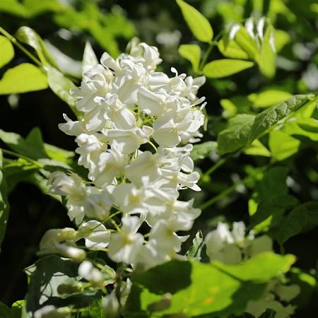 Wisteria flor. 'Alba' Hoogstam (Stamomtrek 10-12 cm)