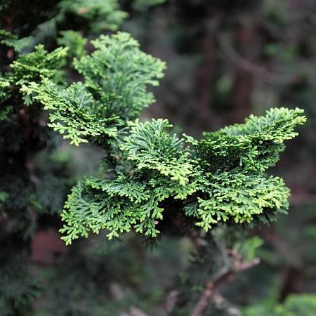 Chamaecyparis o. 'Nana Gracilis' Pot 20 liter Stam 60 cm