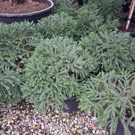 Cryptomeria j. 'Globosa Nana' Pot 9 Liter 