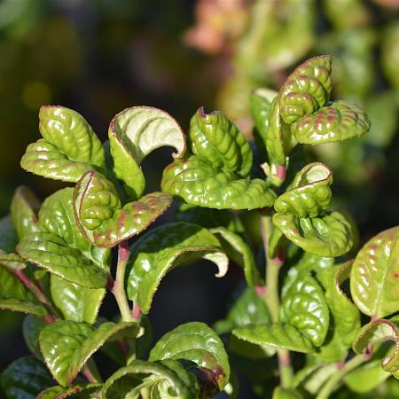 Leucothoe axillaris 'Curly Red' Pot 3 Liter 
