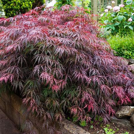 Acer pal. 'Dissectum Garnet' Pot 45 Liter Halfstam