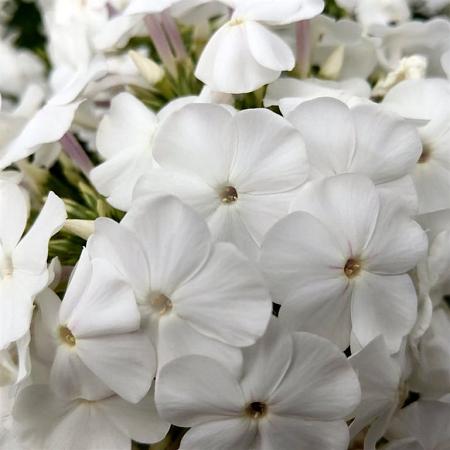 Phlox (S) 'White Delight' Pot 9 cm