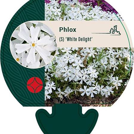 Phlox (S) 'White Delight' Pot 9 cm