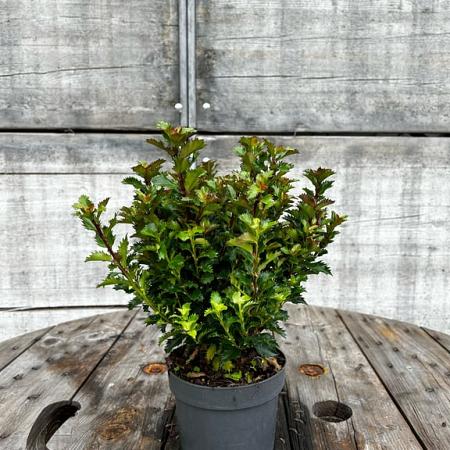 Ilex meserveae 'Little Rascal' Pot 3 Liter 