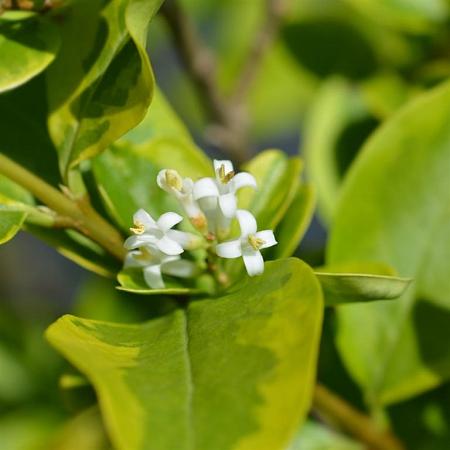 Ligustrum oval. 'Aureum' Stam 140 cm