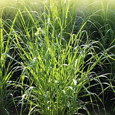 Panicum virgatum 'Northwind' Pot 4 Liter 