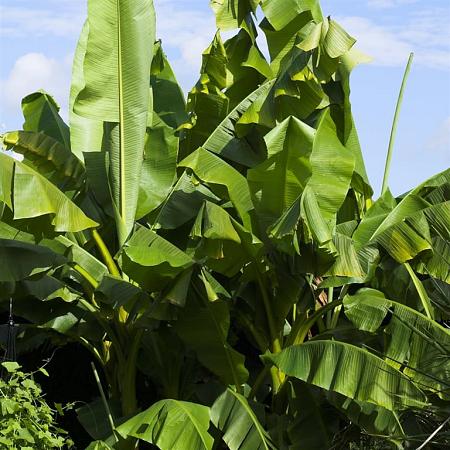 Musa basjoo Pot 12 liter 