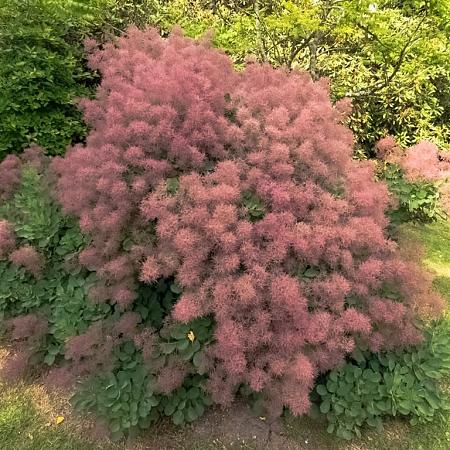 Cotinus cog. 'Young Lady' Pot 7,5 Liter 