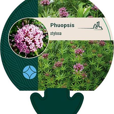 Phuopsis stylosa Pot 9 cm