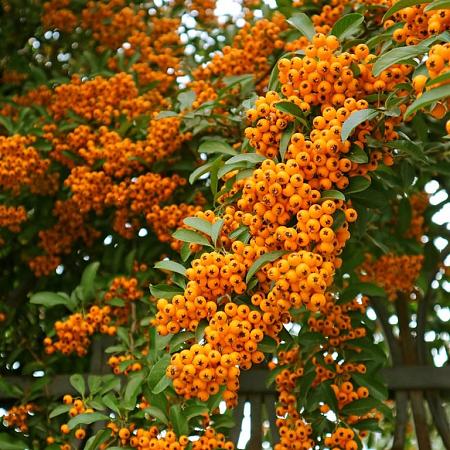 Pyracantha 'Orange Glow' Pot 2 Liter60 - 80 cm