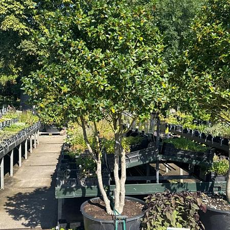 Ilex meserveae Pot 130 liter 200 - 250 cm Meerstammig