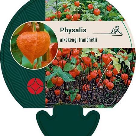 Physalis alkekengi franchetii Pot 9 cm