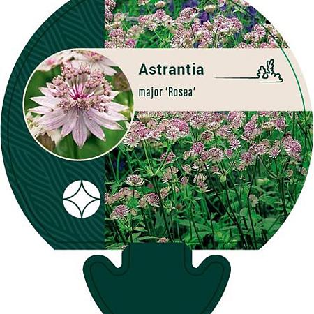Astrantia maj. 'Rosea' Pot 9 cm