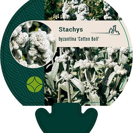 Stachys byzantina 'Cotton Boll' Pot 9 cm