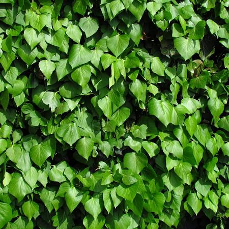 Hedera hibernica Pot 1,5 liter80 - 100 cm