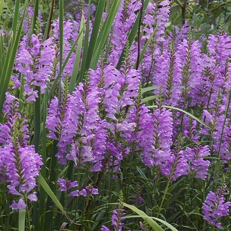 Physostegia v. 'Bouquet Rose' Pot 9 cm