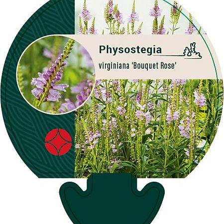 Physostegia v. 'Bouquet Rose' Pot 9 cm