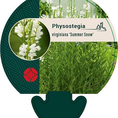 Physostegia v. 'Summer Snow' Pot 9 cm