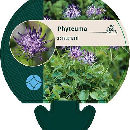 Phyteuma scheuchzeri Pot 9 cm