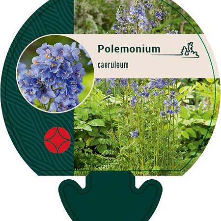 Polemonium caeruleum Pot 9 cm
