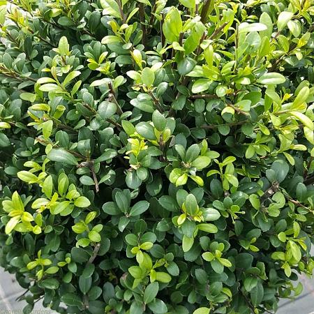 Ilex crenata Dark Green Pot 10 liter Bolvorm 30-40 cm