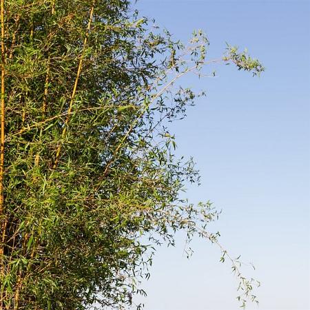 Phyllostachys aurea Pot 50 Liter 175 - 200 cm