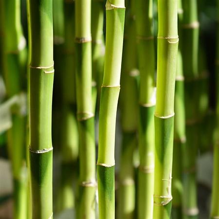 Phyllostachys bissetii Pot 110 liter 200 - 250 cm